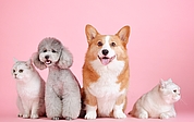Hunde und Katzen können, aber müssen nicht registriert und gekennzeichnet werden. (Symbolfoto: Pixabay)