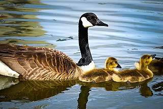 Eine Familie von Kanadagänsen. Sie brüten in den Monaten März, April, Mai, Juni, Juli und August. (Symbolfoto: Pixabay)