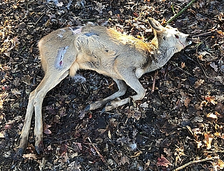 Dieses Reh wurde in Elmshorn von Hunden zerbissen. (Foto: Kreisjägerschaft Pinneberg)