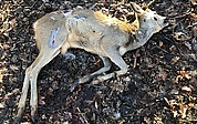 Dieses Reh wurde in Elmshorn von Hunden zerbissen. (Foto: Kreisjägerschaft Pinneberg)