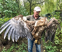 Christian Erdmann, Stationsleiter des Wildtier- und Artenschutzzentrums in Klein Offenseth-Sparrieshoop, untersuchte den gefundenen Seeadler: ein Weibchen mit einem Gewicht von mehr als 10 Kilogramm. (Foto: Wildtier- und Artenschutzzentrum)