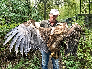 Christian Erdmann, Stationsleiter des Wildtier- und Artenschutzzentrums in Klein Offenseth-Sparrieshoop, untersuchte den gefundenen Seeadler: ein Weibchen mit einem Gewicht von mehr als 10 Kilogramm. (Foto: Wildtier- und Artenschutzzentrum)
