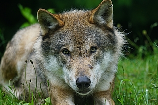 Ein Wolf lief über die Autobahn und wurde von einem Auto erfasst. Dieses Foto zeigt nicht den Wolf, der dabei ums Leben kam, sondern dient als Beispiel. (Symbolfoto: Marcel Langthim auf Pixabay)