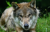 Ein Wolf lief über die Autobahn und wurde von einem Auto erfasst. Dieses Foto zeigt nicht den Wolf, der dabei ums Leben kam, sondern dient als Beispiel. (Symbolfoto: Marcel Langthim auf Pixabay)