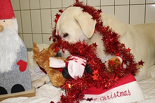 Besucher dürfen die Tiere gern beschenken. (Foto: Tierschutzverein Elmshorn und Umgebung)