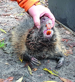 Nutria Biberratte