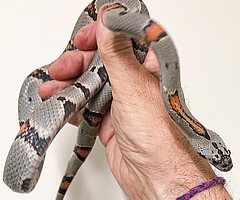 Die Graugebänderte Königsnatter ist ungiftig. (Foto: Wildtier- und Artenschutzzentrum Klein Offenseth-Sparrieshoop)