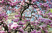 Seit 1940 ziert die Magnolie den Vorgarten der Weißen Villa. Diese Jahreszahl haben Hinrich Köhncke und Ernst-G. Scholz für ihren Band „Plätze; Wege, Promenaden“ der Buchreihe „Beiträge zur Elmshorner Geschichte“, der 2012 erschienen ist, recherchiert. (Foto: Strandmann)
