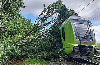 Der Baum fiel in die 15.000 Volt-Oberleitung. (Foto: Bundespolizei)