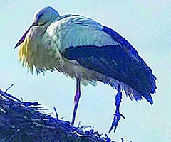 Der verletzte Storch, als er sich noch im Nest in Westerhorn befand. (Foto: privat)