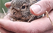 Junge Feldhasen müssen wochenlang gesäugt werden. Die Wildtierauffangstationen haben kaum noch Kapazitäten frei. (Foto: Christian Erdmann, Wildtier- und Artenschutzzentrum Klein Offenseth-Sparrieshoop) 