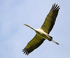 Bisher starben im Kreis Pinneberg vor allem Kraniche an der Vogelgrippe. (Symbolfoto: Pixabay)