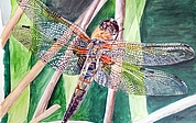 Roland Büscher malt Insekten naturgetreu. (Quelle: Roland Büscher)
