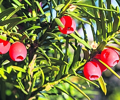 Die Eibe ist giftig. (Foto: AOK/colourbox/hfr.)