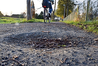 Die Schäden: Die Oberfläche des Fußwegs ist aufgeweicht. (Foto: Frank)