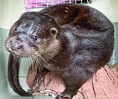 Hat sich bestens erholt: Fischotter „Fiete“ konnte in sein angestammtes Revier zurückgebracht werden. (Foto: Wildtierstation)