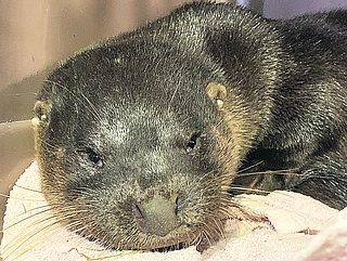 Fischotter Fiete hat einen wuchtigen Kopf. (Foto: Erdmann)