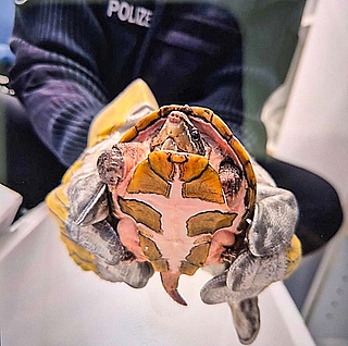 Die Polizei brachte die Schildkröte zum Tierheim. (Foto: Polizei)