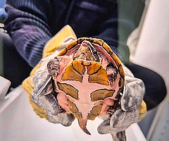 Die Polizei brachte die Schildkröte zum Tierheim. (Foto: Polizei)