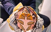 Die Polizei brachte die Schildkröte zum Tierheim. (Foto: Polizei)