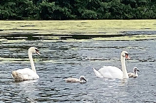 Mama, Papa und zwei Kinder: Eine glückliche Schwanenfamilie schwimmt auf dem Rantzauer See und lässt es sich gutgehen. (Foto: Ernst-Reimer Saß)
