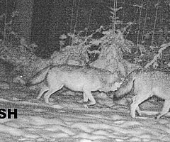 Eine Wildkamera fotografierte das Wolfsrudel. (Foto: LfU SH)