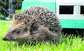 Im Wildtier- und Artenschutzzentrum in Klein Offenseth-Sparrieshoop werden pro Jahr etwa 50 Igel abgegeben, die von Mährobotern verstümmelt wurden. Leiter Christian Erdmann rechnet mit einer weitaus höheren Dunkelziffer an Opfern. (Foto: Kerstin Ellersdorfer, BUND Naturschutz in Bayern)